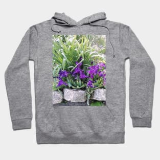 Dwarf Iris Hoodie